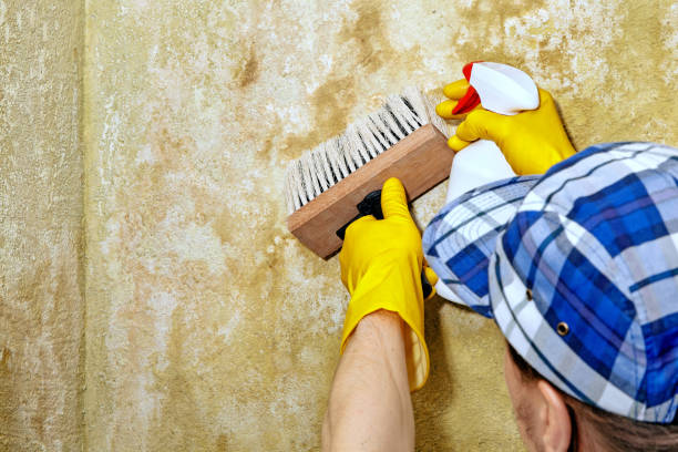 Professional Mold Removal in Charlotte Park, FL