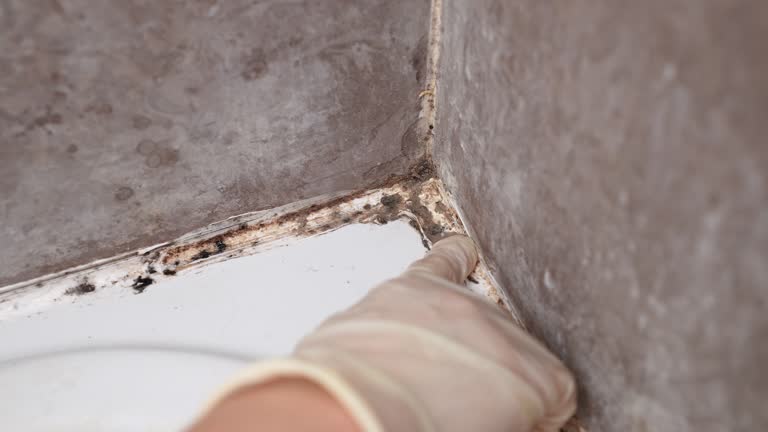 Best Mold-Related Health Consultation  in Charlotte Park, FL